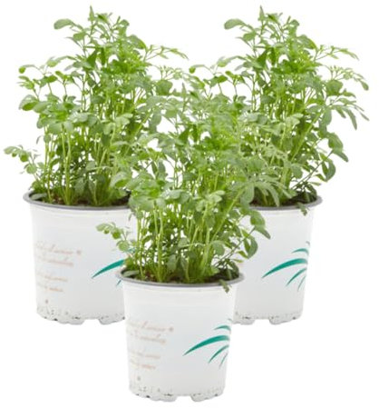 Verdecora Ruda culinaria | Arbusto aromático | Planta natural viva de exterior en maceta de Ø11cm | Hierba para infusiones | Especial para cocina (3)