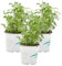 Verdecora Ruda culinaria | Arbusto aromático | Planta natural viva de exterior en maceta de Ø11cm | Hierba para infusiones | Especial para cocina (3)