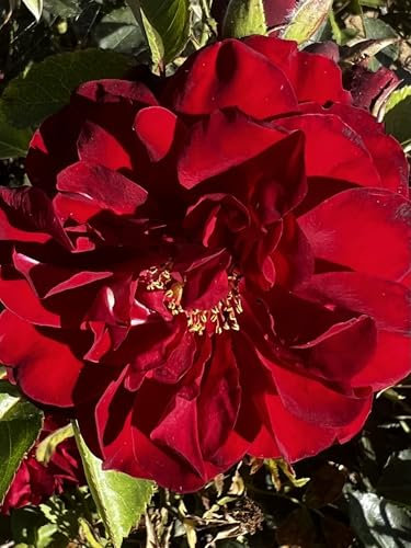 ‘Katie’s Rose’ – 4L Potted Rose - Red Blooms – Lovely Gift Idea