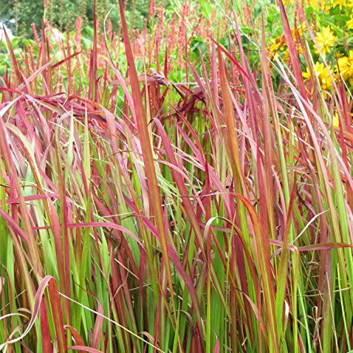 Blumixx Stauden Imperata cylindrica 'Red Baron' - Japanisches Blutgras, im 0,5 Liter Topf