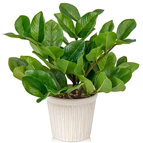 Briful Künstliche Zamioculcas, künstliche Zamioculcas, Seidenpflanzen für Zuhause, Wohnzimmer, Büro, Schreibtisch, Dekoration, Schlafzimmer, ästhetisch, 30,5 cm