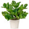 Briful Künstliche Zamioculcas, künstliche Zamioculcas, Seidenpflanzen für Zuhause, Wohnzimmer, Büro, Schreibtisch, Dekoration, Schlafzimmer, ästhetisch, 30,5 cm
