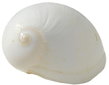 COYOUCO Coquilles pour Bernard l'Hermite - Taille d'ouverture de 0,6 à 2 Pouces - Fournitures pour Bernard l'Hermite - Coquilles Naturelles pour Bernard l'Hermite,D