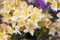 Rhododendron lut. 'Daviesii' Sommergrüne Azalee 40-60cm im Topf gewachsen
