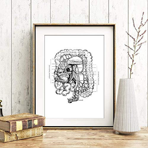 Din A4 Kunstdruck ungerahmt Anatomie Verdauungssystem Darm Mensch Medizin Arzt Druck Poster Bild