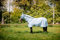 Horseware Amigo Bug Rug Azure Blue/Black Fliegendecke mit abnehmbarem Halsteil, Größe:6'0