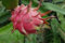 Frische Drachenfrucht