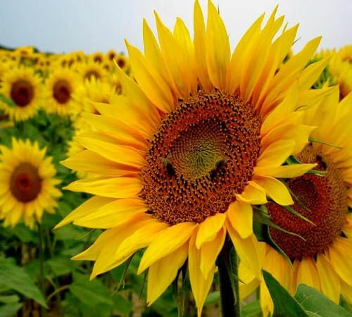 Nouvelles graines fraîches de fleurs d'hélianthus jaunes 70 pièces