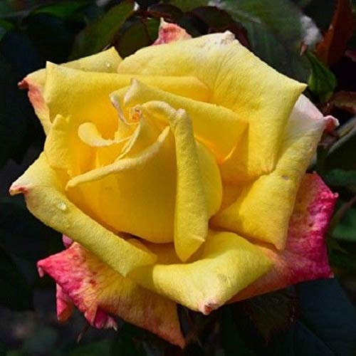 Samen Paket: h Rose Jubilee wurzelnackte, be, rverpackte Rosen, Edelrose