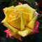 Samen Paket: h Rose Jubilee wurzelnackte, be, rverpackte Rosen, Edelrose