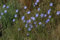Graines de jacinthe des bois d'Australie (Wahlenbergia stricta) paquet de 500 graines