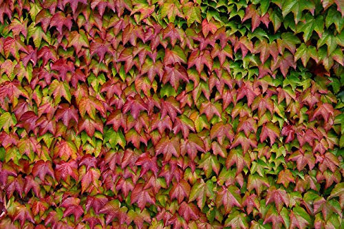 Portal Cool Paquete de semillas: Hiedra de Boston - Parthenocissus tricuspidata - 50 semillas - arbusto trepador -Ornamental
