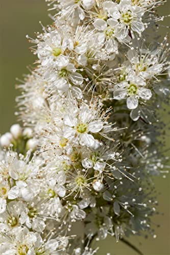 Sorbaria sorbifolia 70–90 cm – Winterhart, Mehrjährig, Pflegeleicht – Fiederspiere – Heckenpflanze für Garten & Sichtschutz