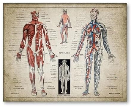 Französische Sprache Menschliche Medizinische Anatomie Poster Menschliche Muskeln Diagramm Vintage Medizin Wand Kunst Leinwand Malerei Ärzte Büro Dekor 30X40Cm Kein Rahmen