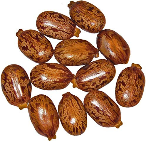 Ricinus Wunderbaum *Palma Cristi* Samen-Gropackungen Mengen Wählbar (500)