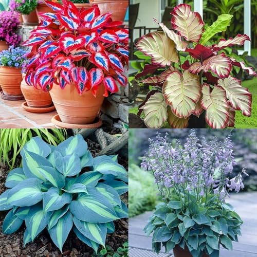 Hosta Mix for Planting Now UK/Natural Organic/Strong Plants That Grow Well/Greening Flower/Good for Containers/Cut Flowers,Wedding Flowers.-4bulbs-C