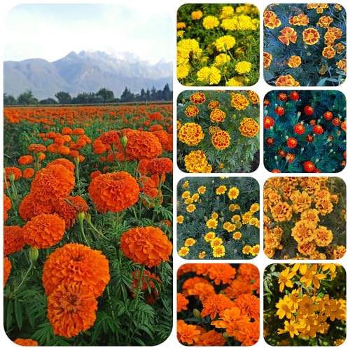 ringelblumensamen bio, topfpflanzen draußen winterhart balkon deko steingarten hochbeett 250pcs