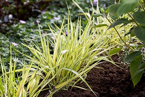 Hakonechloa macra 'Aureola' ca. 9x9 cm Topf - Japanisches Waldgras, goldgelbes Laub, ideal für schattige Beete, pflegeleicht, winterhart