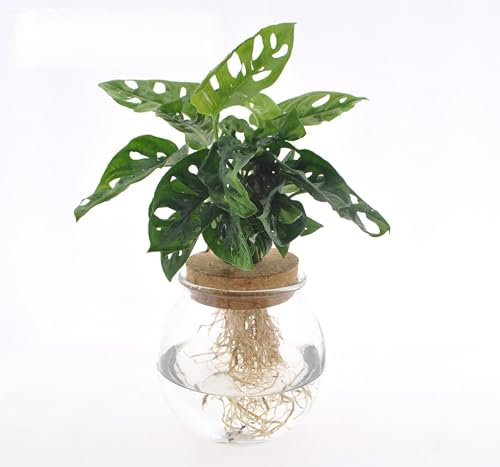 Monstera Adansonii in kugelförmigem Glas mit Kork - 25cm - Ø12cm - Zimmerpflanze - Immergrün