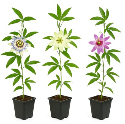 Exotenherz Piante da arrampicata – Passiflora Tricolor – Set da 3 – Vaso da 11 cm