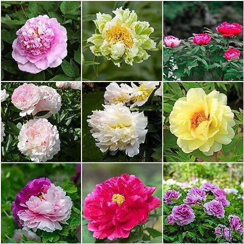 3 pcs pfingstrosen deko zwiebeln - pflanzen deko frühlingsblumen zwiebeln pfingstrose,Paeonia suffruticosa, zimmerpflanze blumenzwiebeln frühblüher robuste balkonpflanzen
