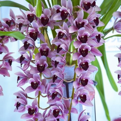 Brillanti bulbi di orchidea Cymbidium, perenni, per piante professionali per splendide esposizioni da giardino, 3 lampadine, E