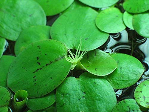 Aquarium Fan - 6 piante galleggianti medie per acquari amazzonici, limnobium laevigatum