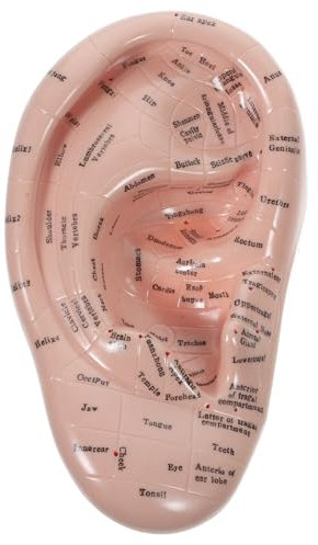 DOITOOL Menschliches Ohr-Modell - Professionelles Reflexzonenmassage Ohr-Akupunktur-Modell, Ohrakupunkturpunkt Ohrakupunktur Übungsmodell - Labor Lehre Requisit