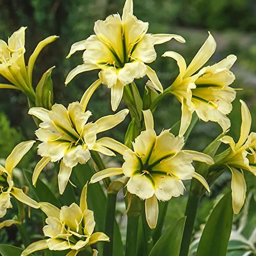 Hymenocallis – Perennial – Summer Flowering Bulbs – for Your Beautiful Garden (2 x Hymenocallis Sulphur Queen)
