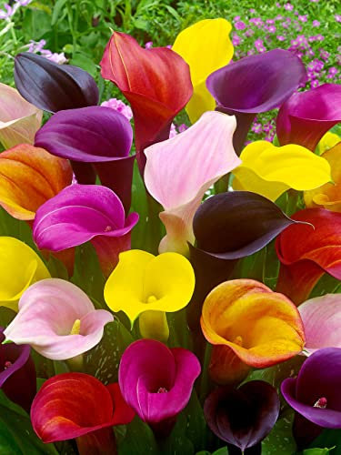 3 x Calla Lily Bulbs- Calla Lily - Zantedeschia Mixed,Top Size Bulbs, Ready for Planting Now