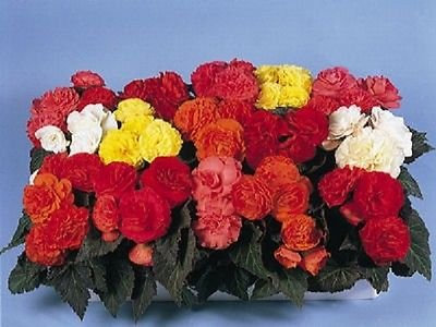 15 Semi Nonstop Mocca Begonia Mix Il Pellet