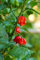 Genipap 20 Aloe ferox Pflanzensamen