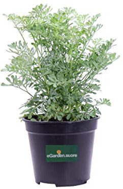 Pianta di Ruta Pianta di Ruta Graveolens pianta da esterno pianta aromatica pianta vera pianta di Ruta da mangiare pianta da cucina pianta ornamentale venduta da eGarden.store
