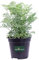 Pianta di Ruta Pianta di Ruta Graveolens pianta da esterno pianta aromatica pianta vera pianta di Ruta da mangiare pianta da cucina pianta ornamentale venduta da eGarden.store