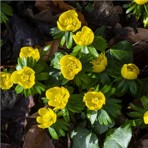mgc24 Winterlinge Eranthussen - 100 Blumenzwiebeln | Größe ca. 5mm, zur Bepflanzung oder Verwilderung von Blumenbeet, Blumenkübel, Blumentopf, Vorgarten, Balkonkasten