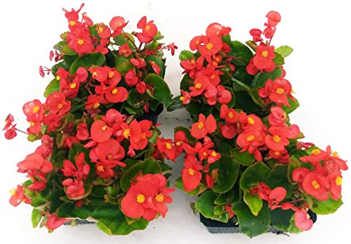 POWERS TO FLOWERS - BEGONIA SEMPERFLORENS, BEGONIETTA DA ESTERNO, FOGLIA VERDE e FIORE ROSSO, 16 PIANTE, piante vere