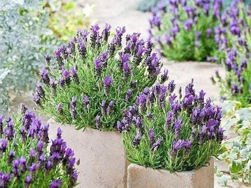 1 French Lavender Bandera Purple Colourful, Plants, Shrubs, Ready to Plant, Supplied in 1ltr pots