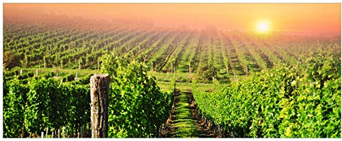 Wallario Glasbild Weinberg mit untergehender Sonne - 50 x 125 cm Wandbilder Glas in Premium-Qualität: Brillante Farben, freischwebende Optik