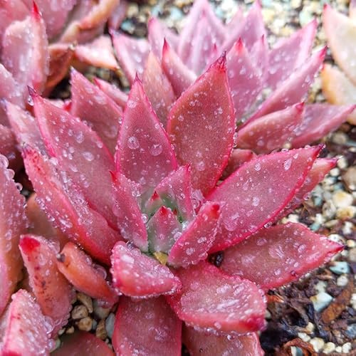 SUNNYPLANTS - Echeveria Taurus, Echeveria Romeo, Boutures de Plantes Succulentes Non Racinées, 3-6 cm