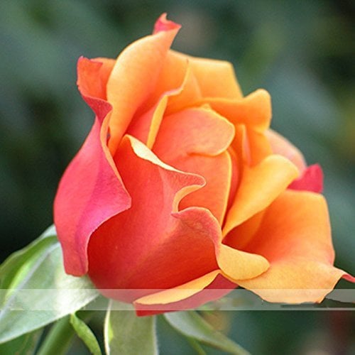 Zennixplus Rose, Rot, Gelb Rose Pflanzensamen, Stark Duftende Blumen