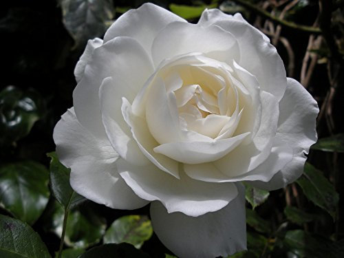 Iceberg Bush Rose 4L (Live Plants)
