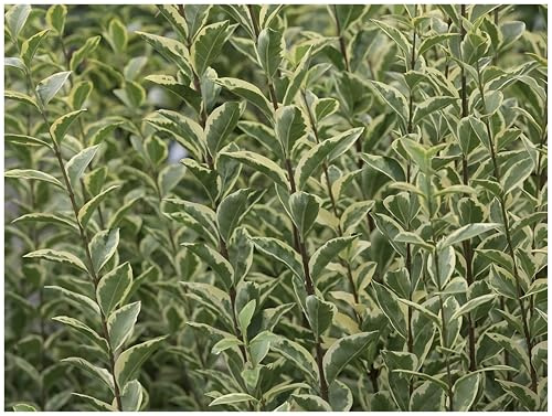 Stauden Gänge 10 x Ligustrum ovalifolium 'Argenteum' Weißbunter Liguster | Weiße Heckenpflanze für Sonne bis Halbschatten, Blüte Mai bis Juni, mehrjährig, schnittverträglich, 9x9 cm Topf