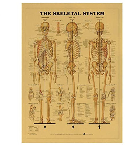 Vintage Poster Drucken Human Anatomy Referenz Abbildung Diagramm Muskulöse System Medizinische Skelett Körper Muskelwand Poster