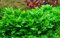 AquaOne Aquarium Pflanze In Vitro Staurogyne repens Wasserpflanze 1-2-Grow. Aquariumpflanze Becher Labor-Aquarienpflanzen Dekoration Aquascaping