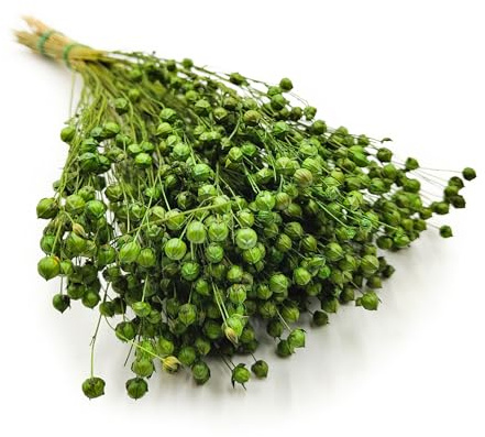 Enchanted Dekogras Getrocknetes Gras Flachs Ziergras Leinen Trockenblumen Natürlich Boho 80 Stück Flaschengrün