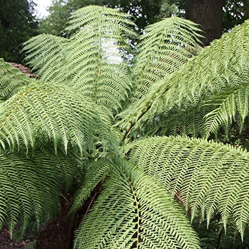 Plant Theory 2L Pot Tree Fern Dicksonia Antarctica Hardy Outdoor Ferns Jungle Plant Trunks