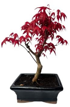 Bonsai Baum mit Keramik Blumentopf - Ligustrum, Ficus, Carmona, Podocarpus, Chinese elm - ca. 6-9 Jahre (15 cm Schale ca. 6 Jahre, Acer Deshojo P15)