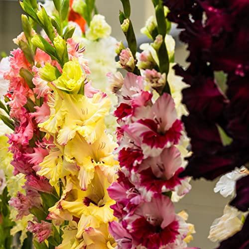 10 Bulbo de gladiolo perennes resistentes,serie de plantas raras hidropónicas,plantas mixtas,regalo de jardín,plantas de balcón resistentes,regalos para los amantes del