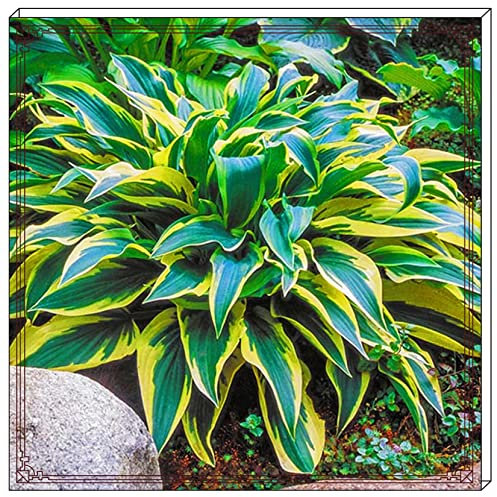 Hosta zwiebeln–Winterhart Mehrjährig Hosta Pflanze Hosta Pflanze Winterhart Funkien Pflanze Winterhart Funkien Zwiebeln Funkien Knollen Funkien Rhizome Funkien Kaufen Gartenblumen-10zwiebeln-d