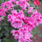 Weitere Farben Sorten Geranien Samen Bonsai Pelargonium mehrjährig Blumensamen Hardy Terrasse Pflanzen Topfpflanzen DIY Show In Picture Packung mit 100 Samen